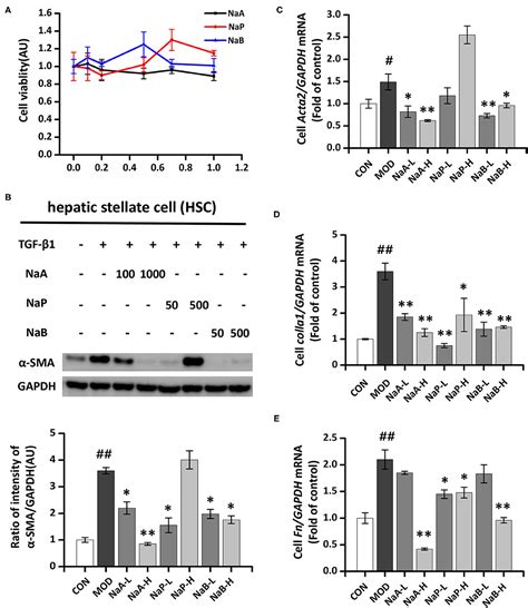 frontiers sodium acetate inhibit tgf  induced activation  hepatic stellate cells