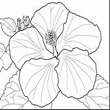 Hibiscus Coloring Flower Pages Printable Drawing Getcolorings Print Color Getdrawings sketch template
