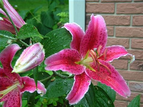 grow stargazer lilies hunker