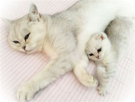 british shorthair silver shaded cute baby cats pinterest british