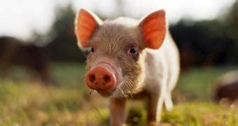 google invests  pig manure power