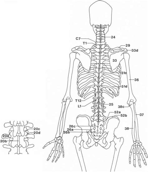 skeletonposterior view flexor digitorum rr school  nursing