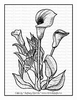 Calla Flowers sketch template