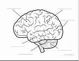 Brain Coloring Diagram Anatomy Parts Human Drawing Worksheet Kids Pages Printable Book Organs Choose Board Template Info sketch template