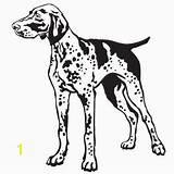 German Pointer Shorthaired Coloring Dog Vector Stock Royalty Illustration Portrait Decorative Standing Short Haired Vecto Depositphotos Divyajanani Vectors sketch template