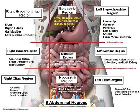 four abdominal quadrants and nine abdominal regions anatomy and