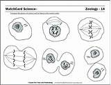 Coloring Pages Biology Cell Human Getcolorings sketch template