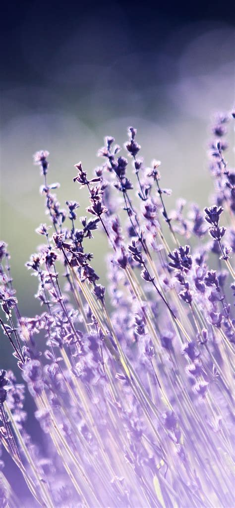 lavender flowers wallpaper  bokeh blur garden purple aesthetic