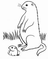 Groundhog Marmotte Animaux Coloriage Coloriages Majuu sketch template