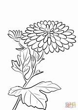 Chrysanthemum Coloring Pages Morifolium Flowers Printable Plants Drawing Adults sketch template