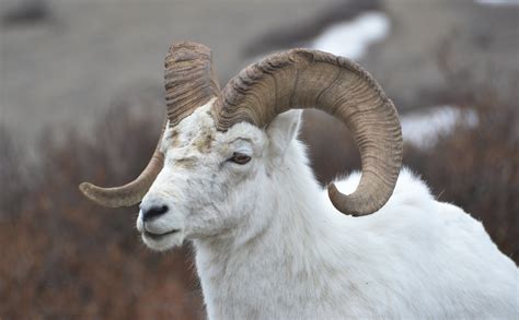 dall sheep  denali national park  preserve travel photography
