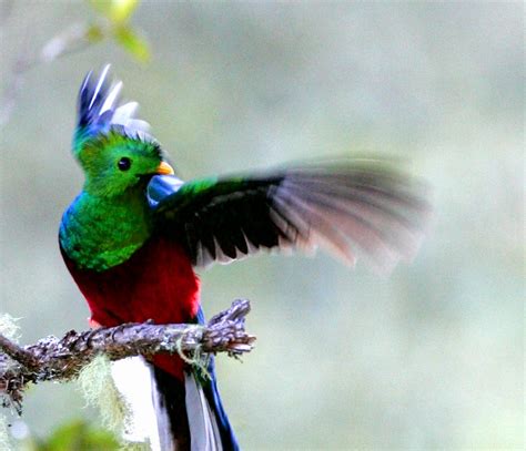 quetzal junglekeyfr image