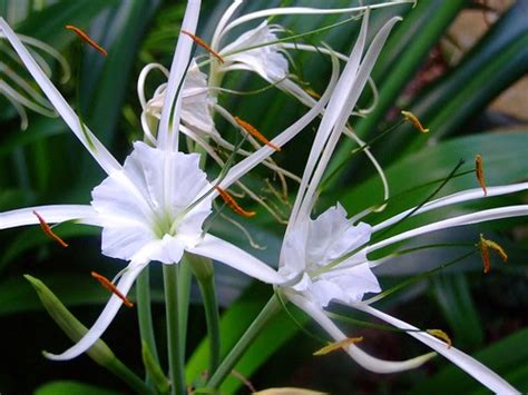 spider lily genus hymenocallis inaturalistorg