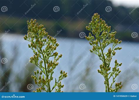 similar plants side  side stock image image  blossom leaf