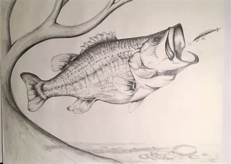 Largemouth Bass Spots A Potential Meal Pencil Sketch
