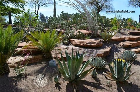 bringing    ways ethel  botanical cactus garden
