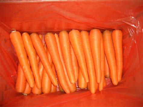 fresh red  red flesh carrotchina shenyuan price supplier food