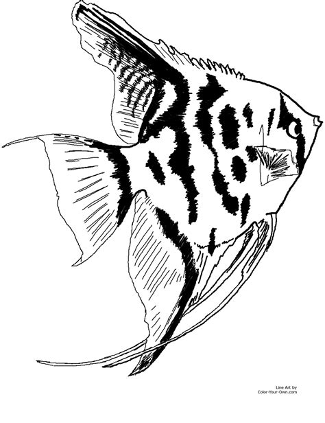 freshwater angelfish coloring page