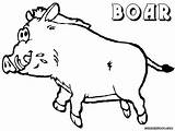 Coloring Boar sketch template