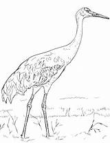Crane Coloring Sandhill Pages Printable Cranes Categories Supercoloring Choose Board sketch template