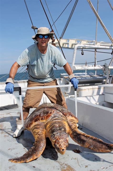 science trawl researchers hunting sea turtles   sea