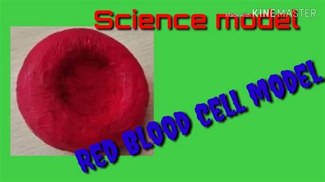 red blood cell model  thermocol styrofoam carving youtube