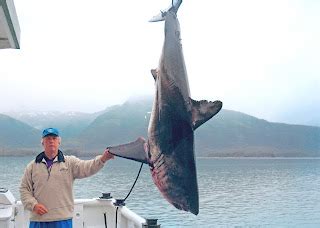 big fishes   world shark salmon lamna ditropis
