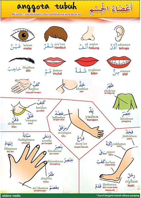 Kumpulan Kosa Kata Bahasa Arab Anggota Tubuh Dari Kata