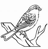 Sparrow Clip Birds Kindergarten Bird Clipart Coloring Drawing Pages Worksheet Line Outline Color Insects Printable Chipping Fruit Iii Cartoon Animals sketch template