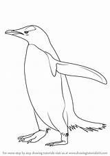 Penguin Draw Gentoo Drawing Step Antarctic Animals Drawingtutorials101 Drawings Easy Pinguin Galapagos Chinstrap Tutorials Cartoon Animal Learn Template sketch template