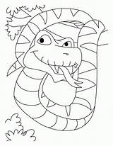 Jumbo Snakes Bestcoloringpages Coloringhome sketch template