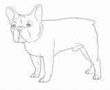 Bulldog French Coloring Pages Color Drawing Line Printable Bull Print Getcolorings Getdrawings Popular sketch template