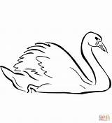 Coloring Swan Pages Printable Clipart Swans Cartoon Viewed sketch template