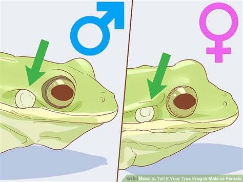 How To Tell If Your Tree Frog Is Male Or Female 9 Steps