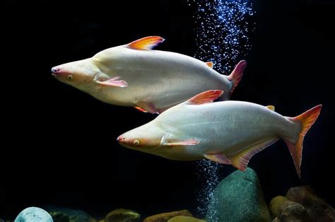 freshwater aquarium sharks care tank setup fish tank master