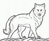Wolf Coloring Pages Baby Library Clipart Gray Drawing sketch template