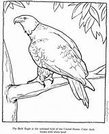 Eagle Adler Patriotic Ausmalbilder Coloriages Kostenlos Kolorowanki Animaux Dla Coloriage Raisingourkids sketch template