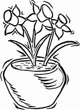 Coloring Pages Narcissus Print Coloringtop sketch template