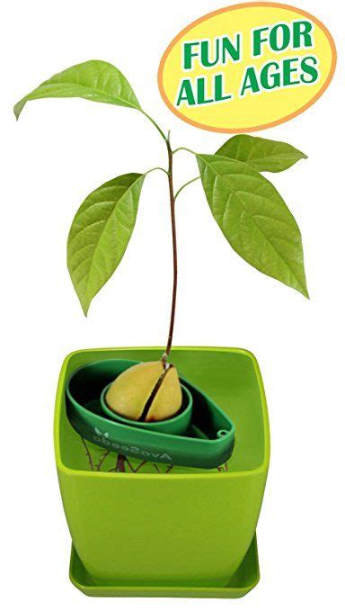 Avoseedo Avocado Tree Growing Kit With Pot Green Practical Ts For