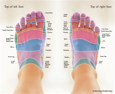 Reflexology Foot Charts Using The Correct Reflexology Technique Can