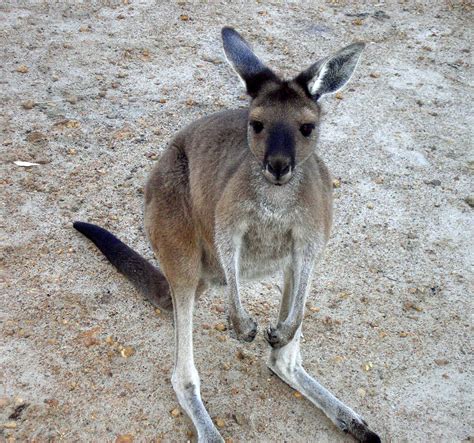 whereiswitchwae kangaroos