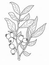 Mirtillo Colorir Huckleberry Jagody Kolorowanka Template Supercoloring Frutta Druku Albero Ulivo Desenhos Natureza Kolorowanki Czarnej Galazka sketch template