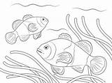 Ikan Gambar Clown Colorare Pesce Pez Payaso Pagliaccio Disegni Mewarnai Clownfish Pesci Dekoratif Hitam Putih Poissons Clowns Bambini Hias Peces sketch template