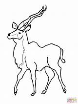 Kudu Kob Uganda Antelopes Antelope Mammals sketch template