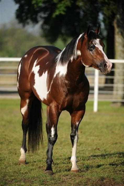 great paint horse pattern horse reference  pinterest