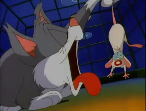 image 35 pinky and the cat png animaniacs wiki