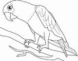 Parrot Papagaio Bird Pintar Araras Kolorowanki Papagei Perroquet Animais Loro Arara Galho Papagayo Ausmalbilder Papugi Papugami Coloriage Luau Ptaki Animaux sketch template