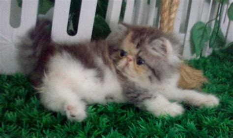 Pure Female Flatface Persian Kitten Cat For Sale Adoption From Perak