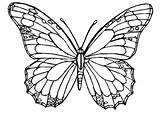 Butterfly Coloring Pages Simple Drawing Sketch Adult Realistic Printable Flower Butterflies Template Beautiful Small Print Adults Drawings Color Google Chocolate sketch template