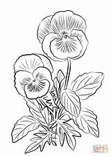 Pansy Coloring Pansies Drawing Pages Two Printable Line Flower Flowers sketch template